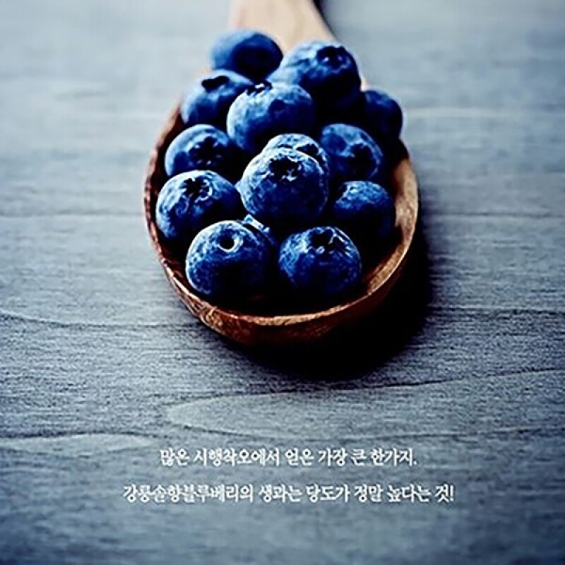 강원더몰,[솔향블루베리]고당도 무농약 탱글하고 맛있는 블루베리 생과 1kg