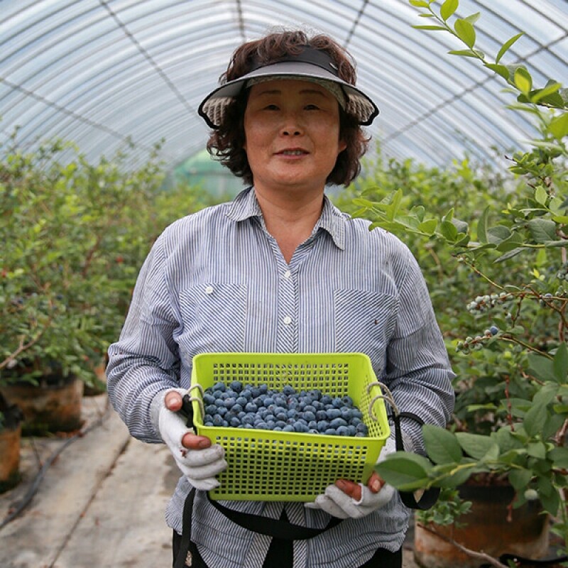 강원더몰,[솔향블루베리]고당도 무농약 탱글하고 맛있는 블루베리 생과 1kg
