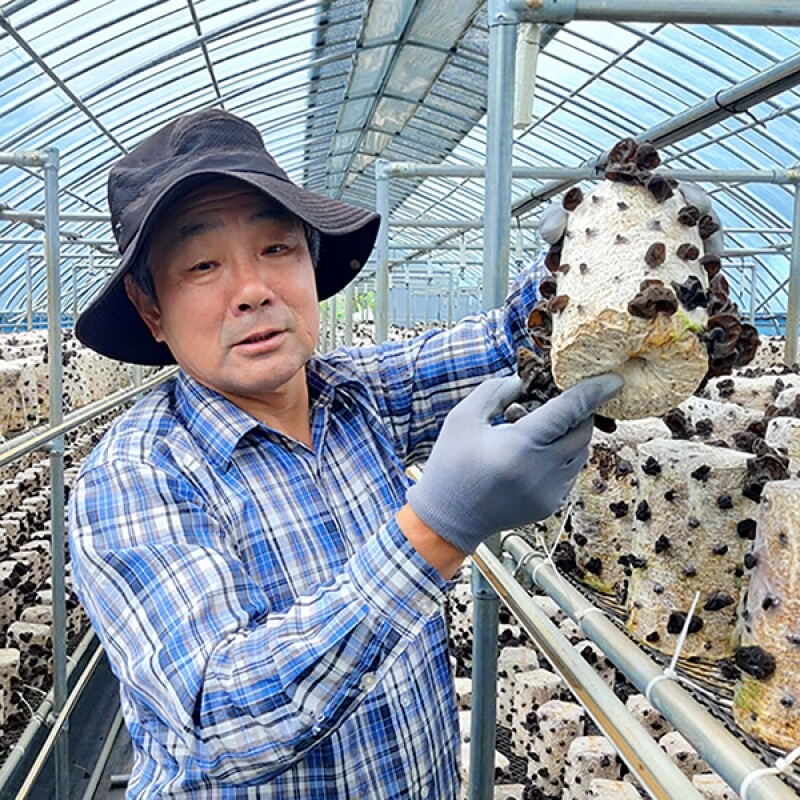 강원더몰,[부연자연애농원]식감좋은 생 목이버섯 무농약 친환경 마라탕버섯 1Kg