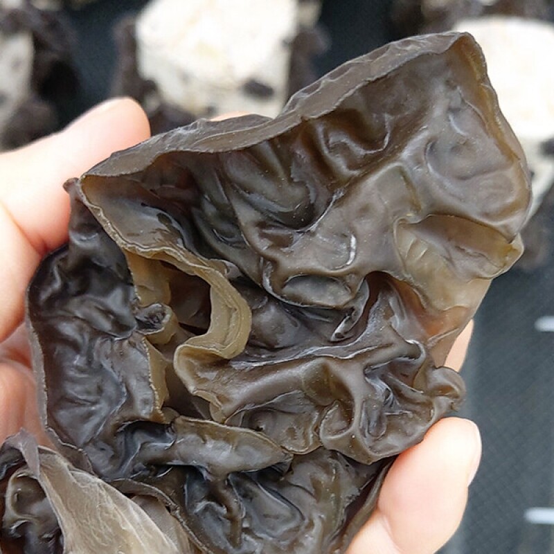 강원더몰,[부연자연애농원]식감좋은 생 목이버섯 무농약 친환경 마라탕버섯 1Kg