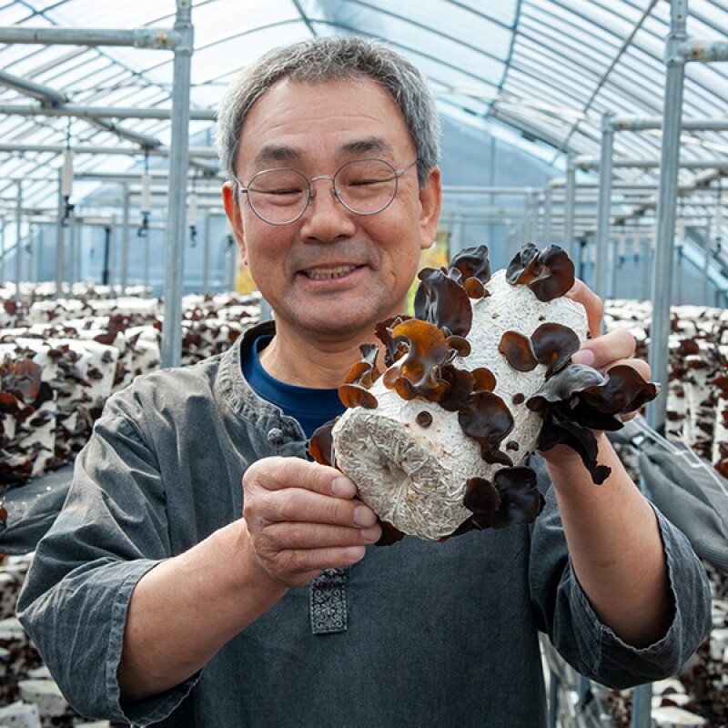 강원더몰,[부연자연애농원]식감좋은 생 목이버섯 무농약 친환경 마라탕버섯 1Kg