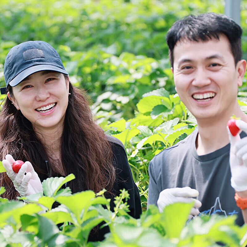 강릉몰,농장에서 직접 만든 수제 딸기잼 600g 딸기함량 80% 맛있는 엄마표 우주딸기