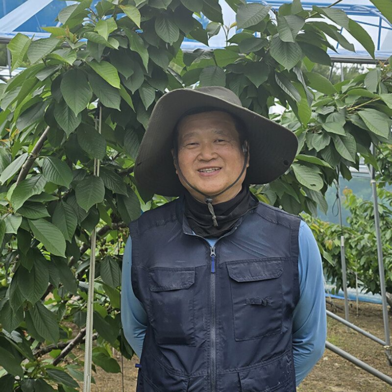 강릉몰,청정 강릉 국내산 고당도 탱글탱글 달콤하고 맛있는 체리 생과 2kg 봄날애체리