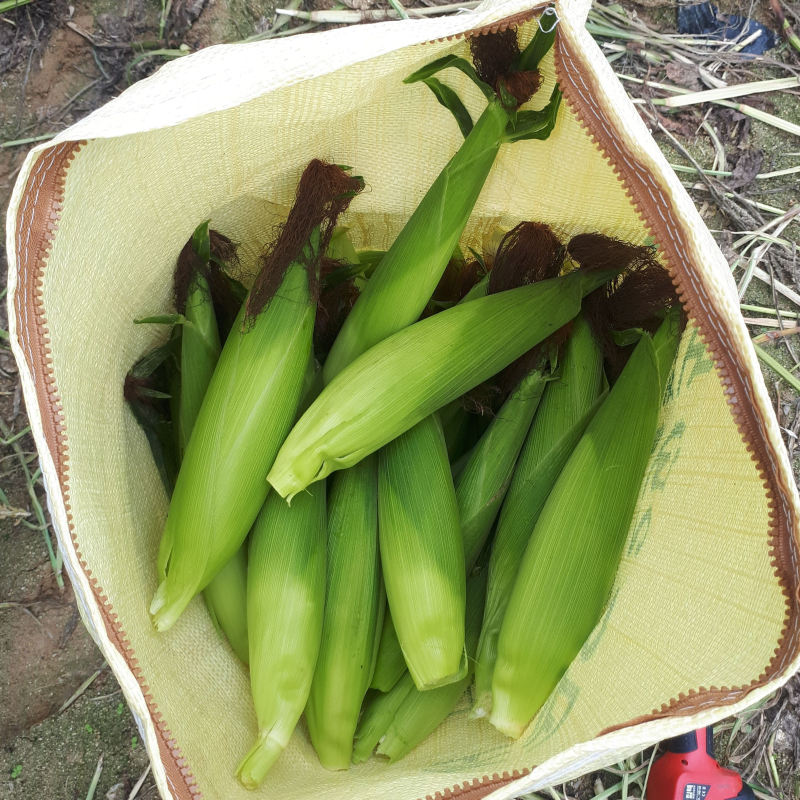강원더몰,[7월 예약]청정 강릉 알록이 찰옥수수 찰지고 맛있는 홍찰옥수수 20개 산지직송 정정용농부