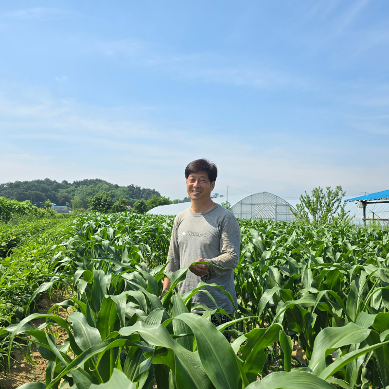 강원더몰,[7월 예약]청정 강릉 알록이 찰옥수수 찰지고 맛있는 홍찰옥수수 20개 산지직송 정정용농부