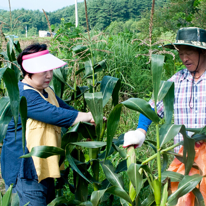 강원더몰,[7월 예약]장작골 청정 강릉 찰옥수수 진짜 맛있는 옥수수 30개 미백 2호 산지직송