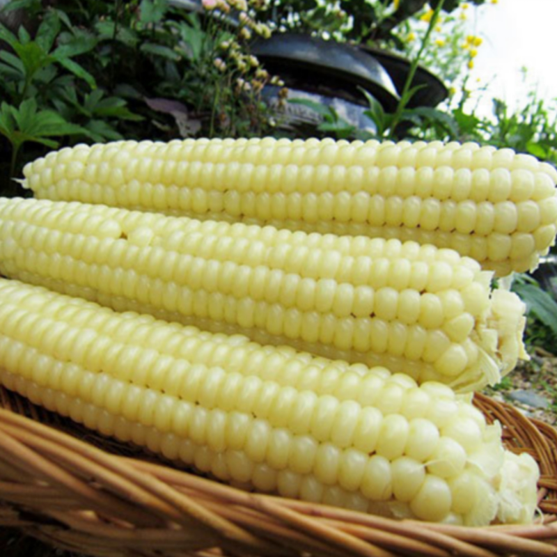 강원더몰,[7월 예약]장작골 청정 강릉 찰옥수수 진짜 맛있는 옥수수 30개 미백 2호 산지직송