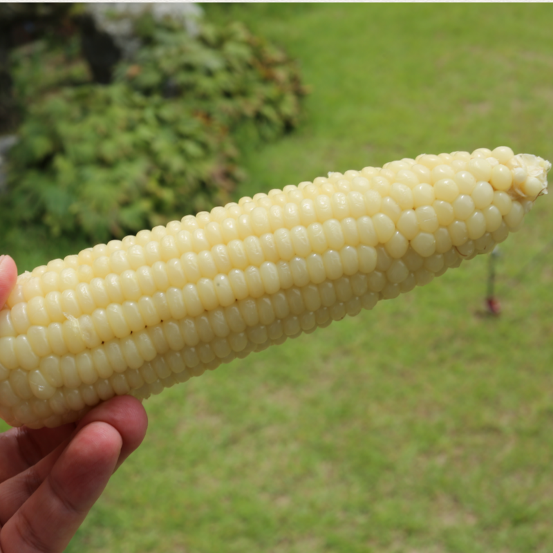 강원더몰,[7월 예약]장작골 청정 강릉 찰옥수수 진짜 맛있는 옥수수 30개 미백 2호 산지직송