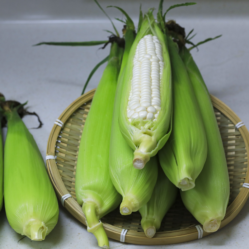 강원더몰,[7월 예약]장작골 청정 강릉 찰옥수수 진짜 맛있는 옥수수 50개 미백 2호 산지직송
