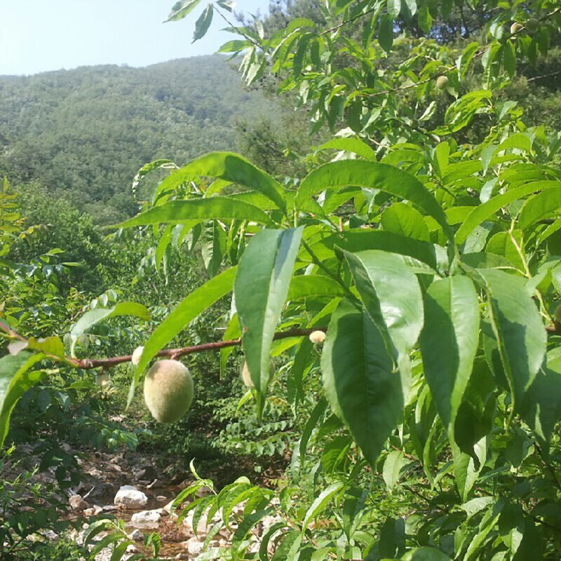 강원더몰,송원 청정 강릉 자연산 야생 개복숭아 산중 수확 5Kg 효소 청