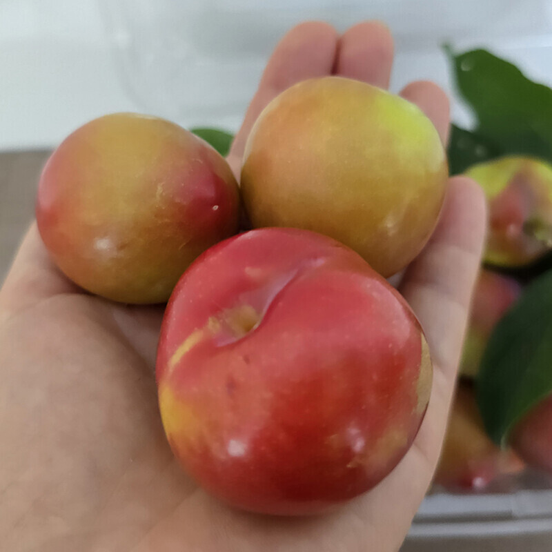 강릉몰,삽당령 대석자두 풍부한 과즙 상큼 달콤한 맛있는 자두 5kg