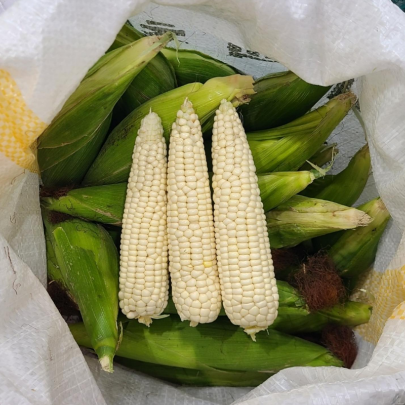 강릉몰,부연 청정 강릉 찰옥수수 존뜩 달큰 옥수수 20개 미백 2호 산지직송