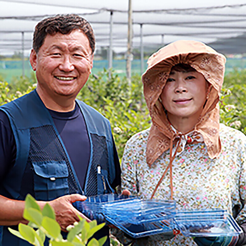 강원더몰,동해안블루베리 고당도 친환경 무농약 탱글탱글 블루베리 생과 2kg ( 500g 4pack)
