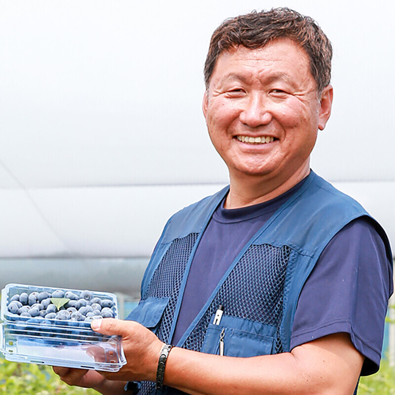 강원더몰,동해안블루베리 고당도 친환경 무농약 탱글탱글 블루베리 생과 2kg ( 500g 4pack)