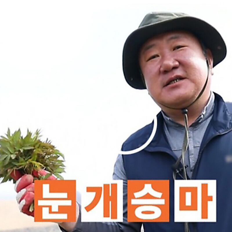 강원더몰,강릉 안반데기 무농약 장아찌 산마늘 400g + 눈개승마 400g