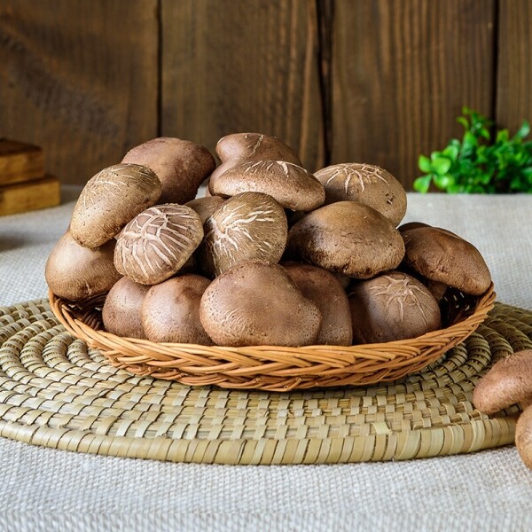 광표고 무농약 싱싱하고 쫄깃한 표고버섯 친환경 생표고버섯 1Kg 중품