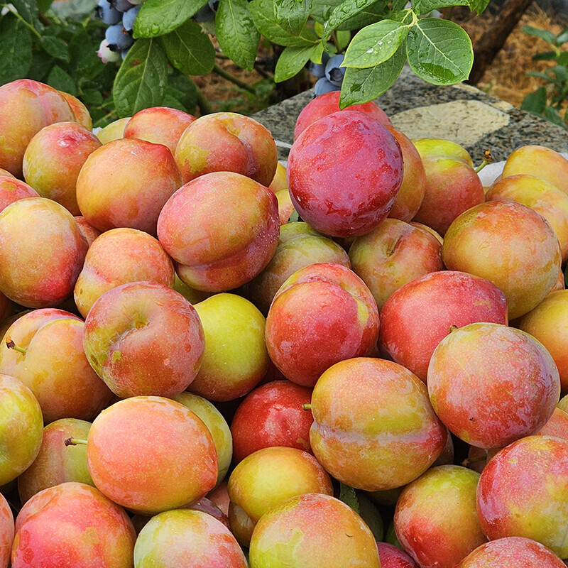 강원더몰,삽당령 후무사 자두 달콤하고 맛있는 자두 5kg 소과 초생재배
