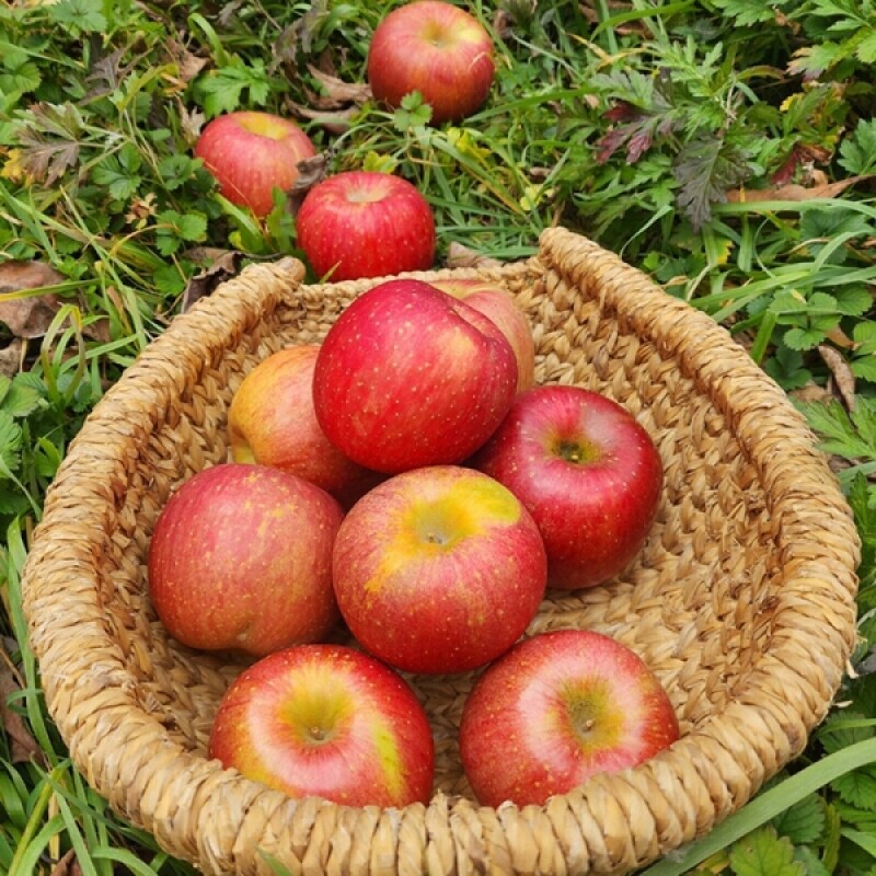 강원더몰,삽당령사과 홍로 달콤 아삭 고랭지 꿀사과 5kg 17과