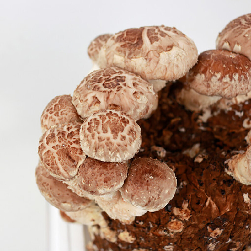 강원더몰,광표고 말린 표고버섯 무농약 친환경 건표고버섯 180g 상품 * 3개