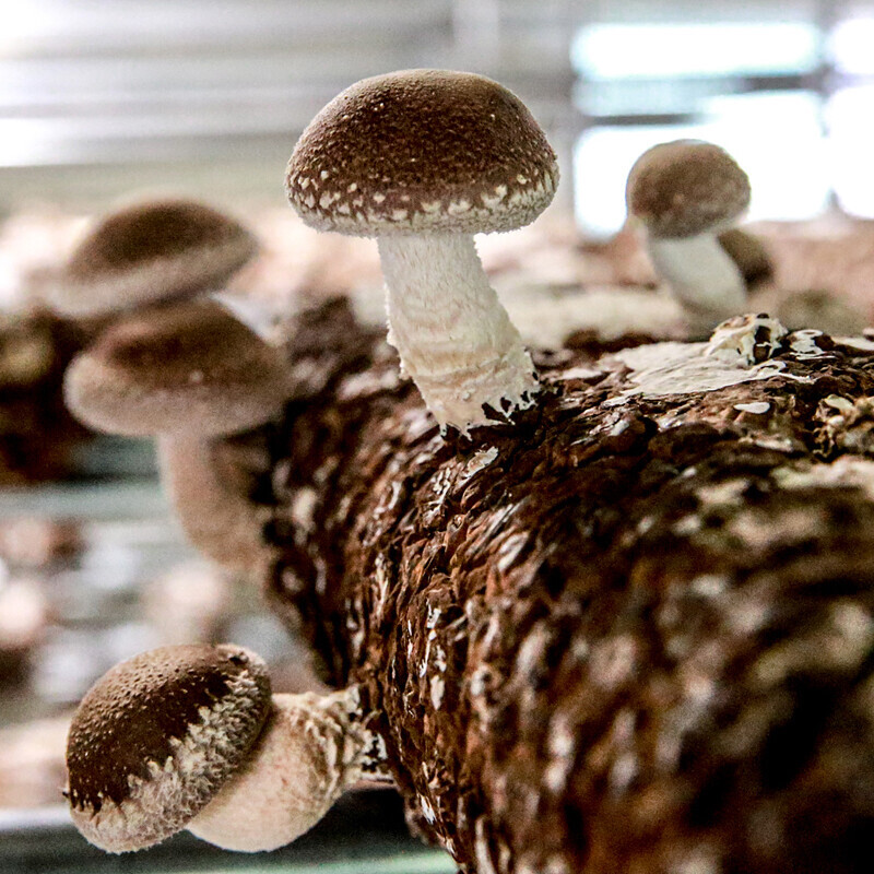 강원더몰,광표고 말린 표고버섯 무농약 친환경 건표고버섯 180g 상품 * 3개