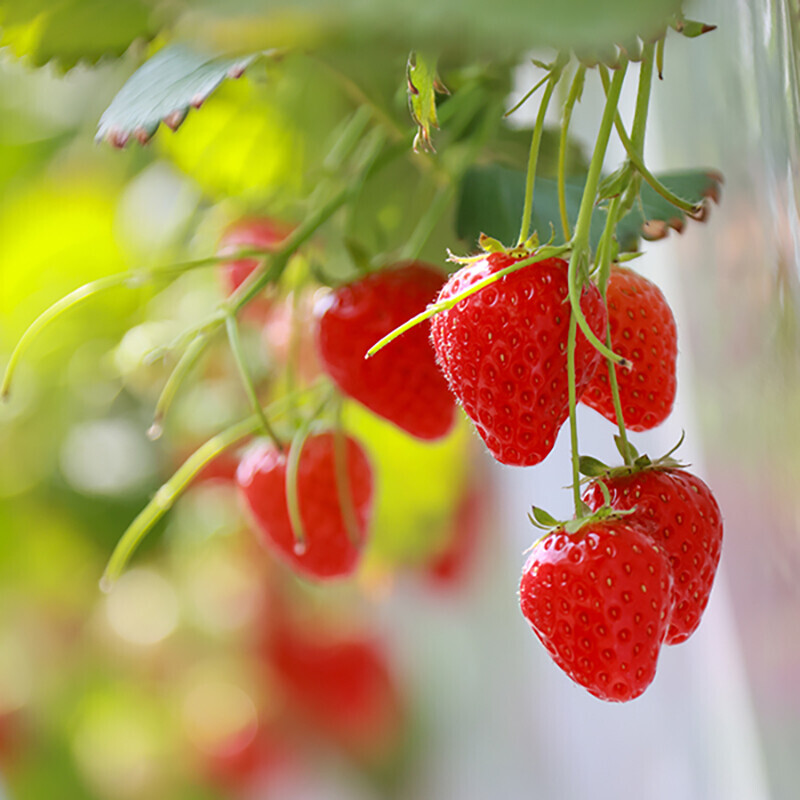 강원더몰,우주딸기 수제 딸기잼100g 10개 딸기함량 82% 맛있는 엄마표 무첨가