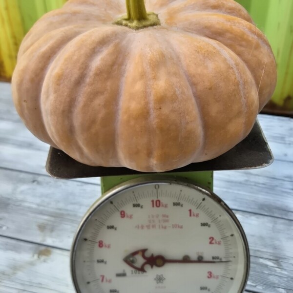 G-MIDAM 강릉팜 맷돌호박2.5k, 3.5k,4k,5.5k