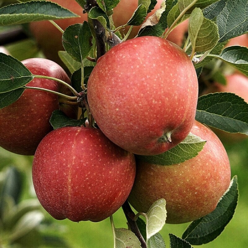 강원더몰,삽당령사과 가정용5kg 홍로 달콤 아삭 고랭지 꿀사과 19과