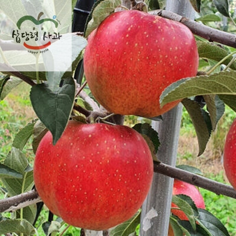 강원더몰,삽당령사과 가정용5kg 홍로 달콤 아삭 고랭지 꿀사과 19과