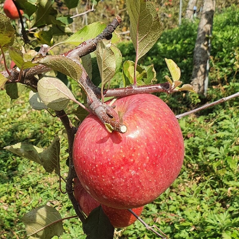 강원더몰,삽당령사과 시나노골드 달콤 새콤 아삭 과즙이 풍부한 고랭지 꿀사과 5kg 19과