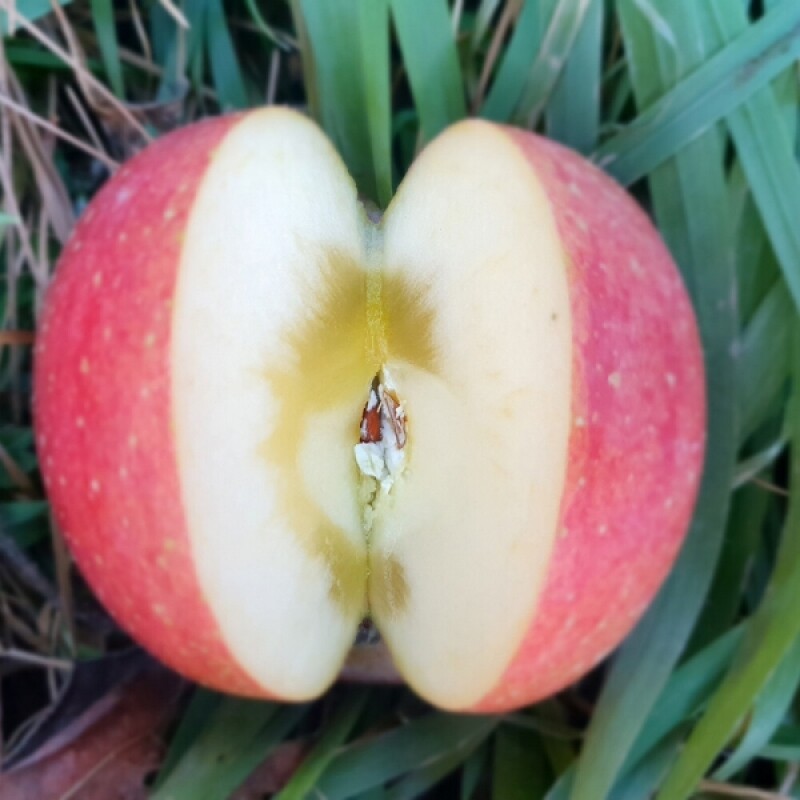 강원더몰,삽당령사과 시나노골드 달콤 새콤 아삭 과즙이 풍부한 고랭지 꿀사과 5kg 19과