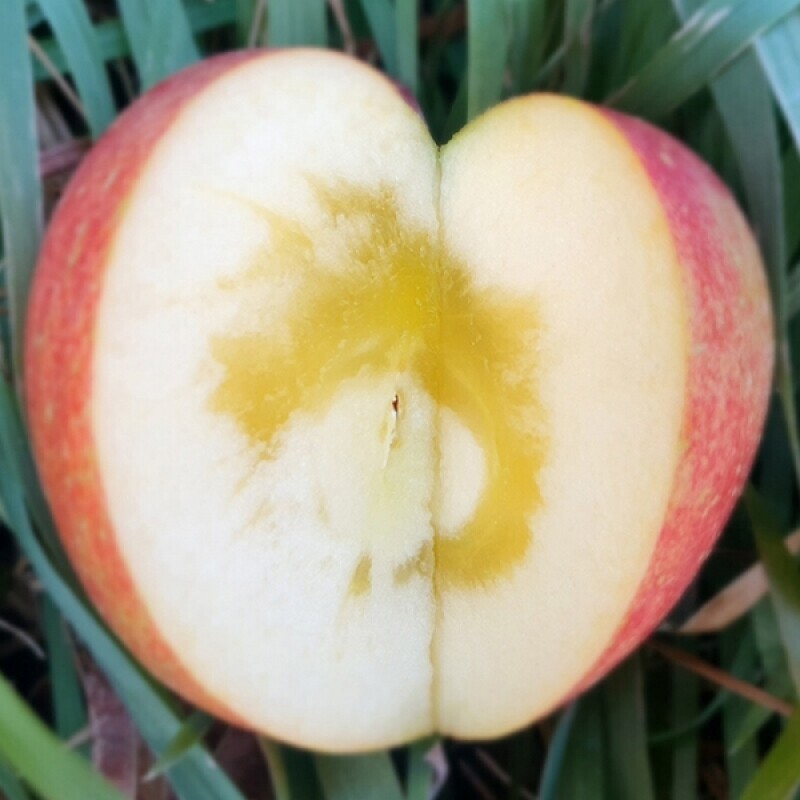 강원더몰,삽당령사과 시나노골드 달콤 새콤 아삭 과즙이 풍부한 고랭지 꿀사과 5kg 19과