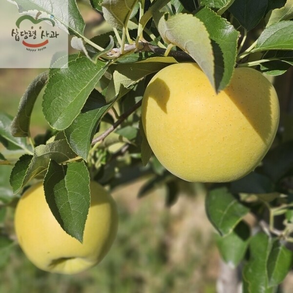 삽당령사과 시나노골드 달콤 새콤 아삭 과즙이 풍부한 고랭지 꿀사과 5kg 19과