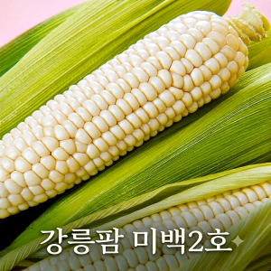 [7월 예약][7월 예약]이안 청정 강릉 미백2호 맛있는  찰옥수수 