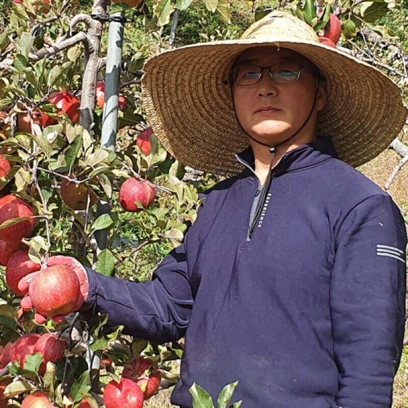 강릉몰,삽당령사과 홍로 달콤 아삭 고랭지 꿀사과 5kg 15과